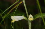 Narrowleaf cowwheat